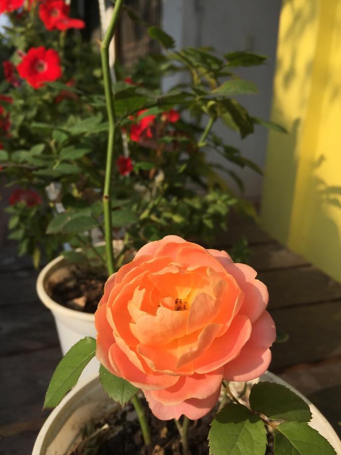دونغ هوي Adam Eva Homestay المظهر الخارجي الصورة